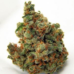 Meet your Posher, Dominick